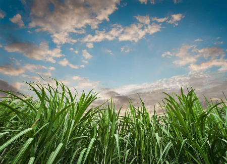 Trainee Biosev 2017 busca profissionais para a operação agrícola e industrial